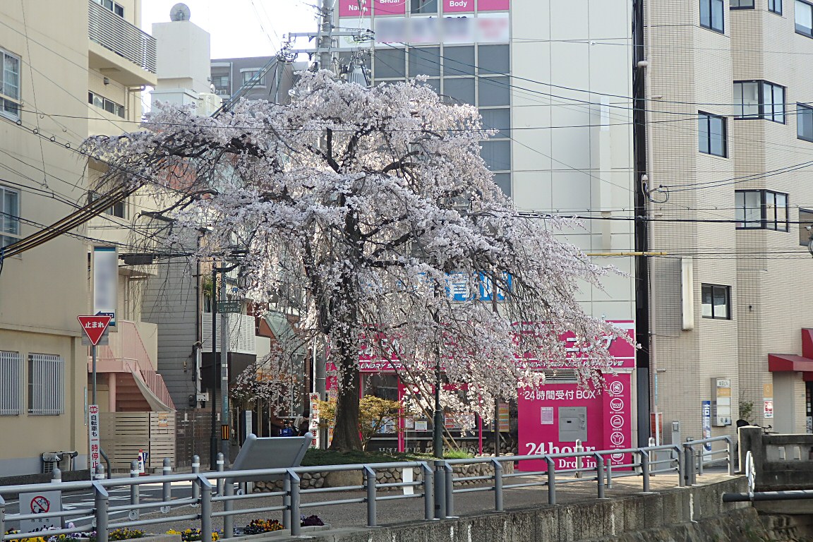 桜の画像１ 阪急西宮北口 津門川沿い