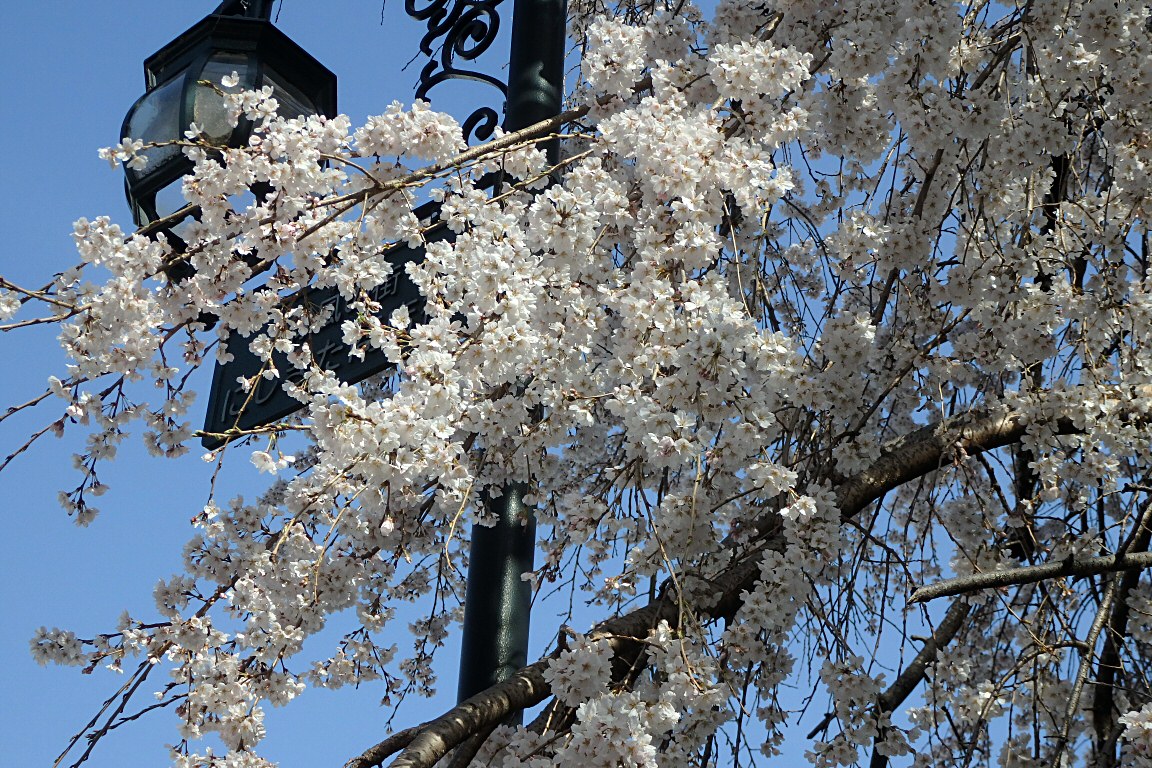 桜の画像２ 阪急西宮北口 津門川沿い