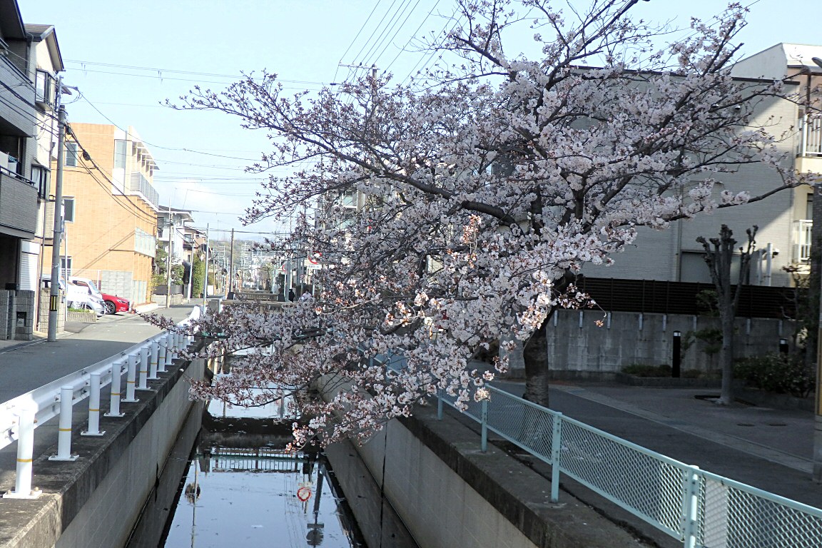 桜の画像３ 阪急西宮北口 西宮北昭和郵便局 近辺