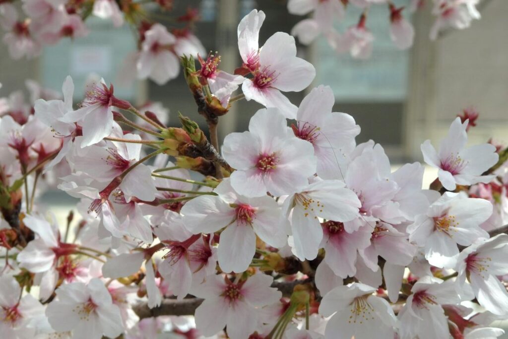 夙川公園 桜 ソメイヨシノの花びら２