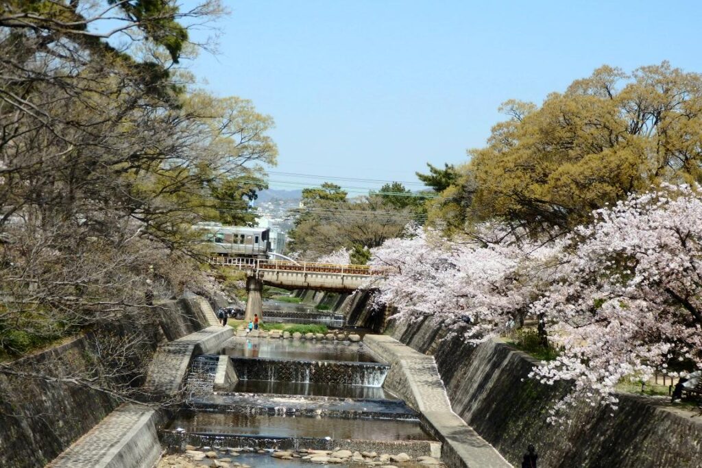 夙川公園 桜の風景 国道2号線 夙川橋付近