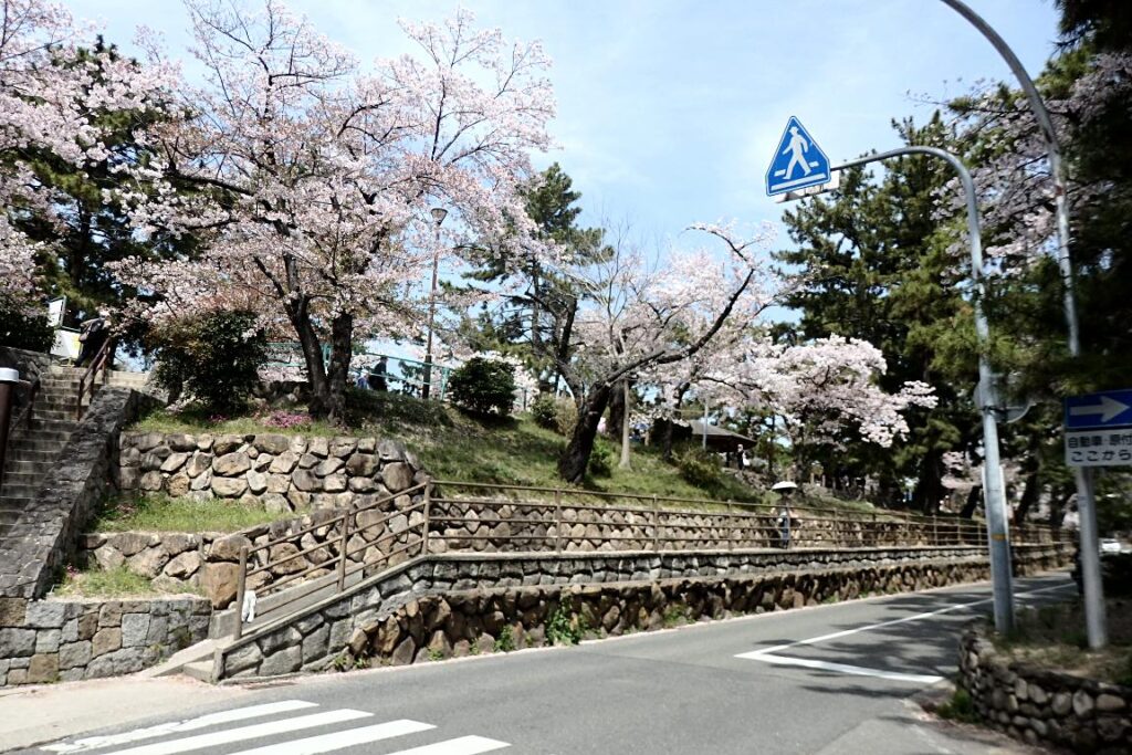 夙川公園 桜の風景 阪急神戸線 夙川駅の北側付近