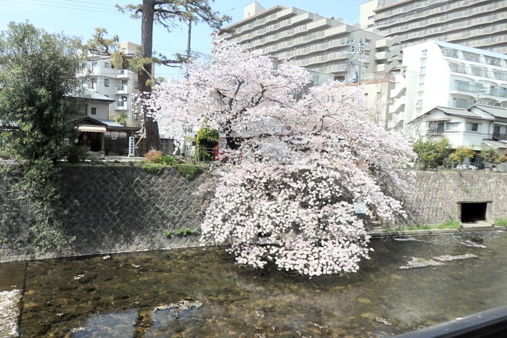 夙川公園内の桜の風景１