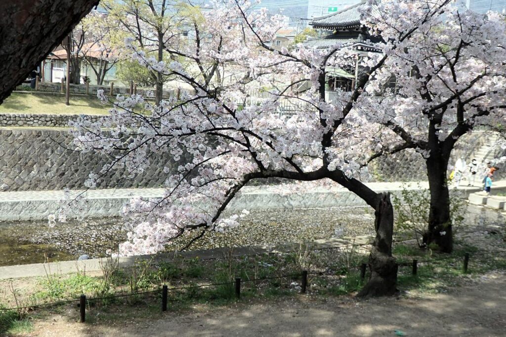 夙川公園内の桜の風景２