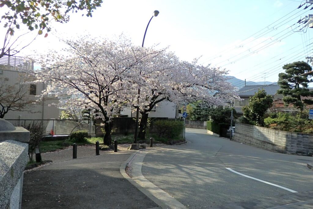 夙川公園内の桜の風景３